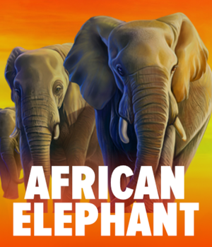 African Elephant